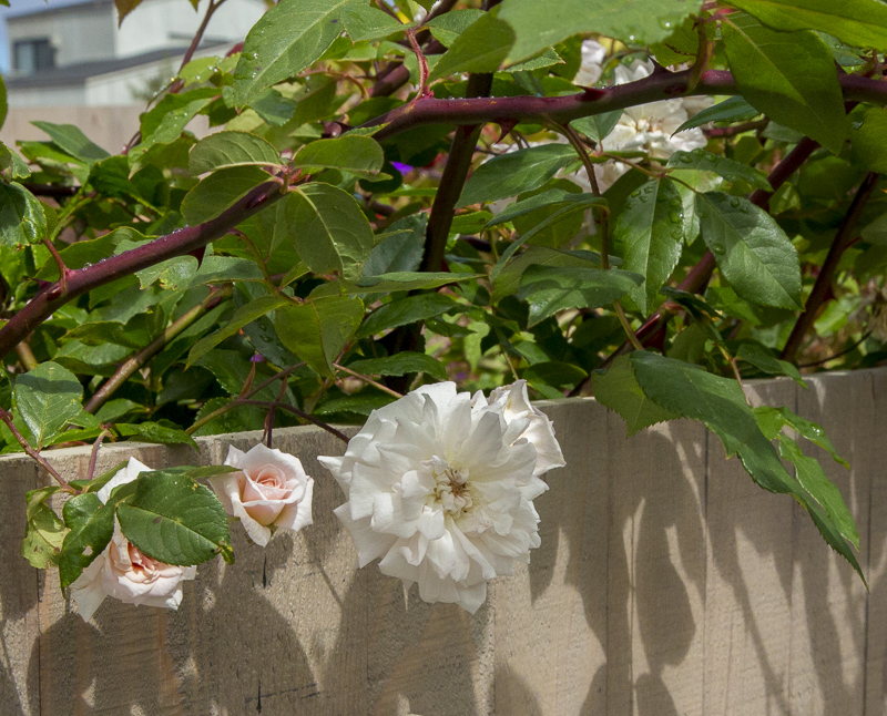 A closeup of a while flower and two pink roses against the garden fence.